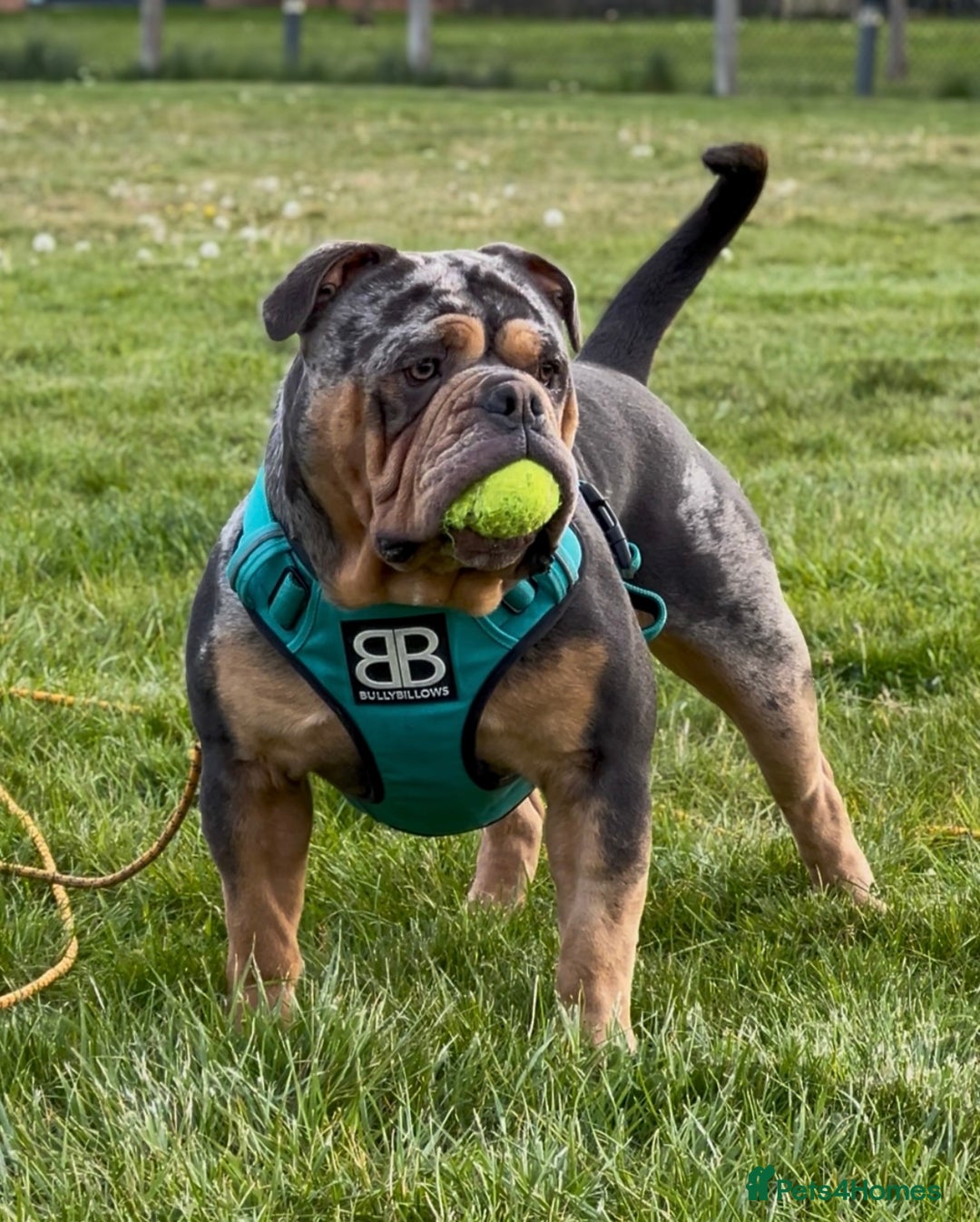 Olde English Bulldogge dogs for stud: Bullplanet's King Titan DNA/BVA Eye/BVA Hip/Elbow in Northallerton - Advert 3