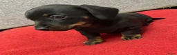 Miniature Dachshund dogs for sale: Beautiful Miniatures  - Advert 9