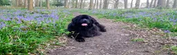 Newfoundland dogs for sale: Beautiful RKC registered Newfoundland Puppies - Advert 18