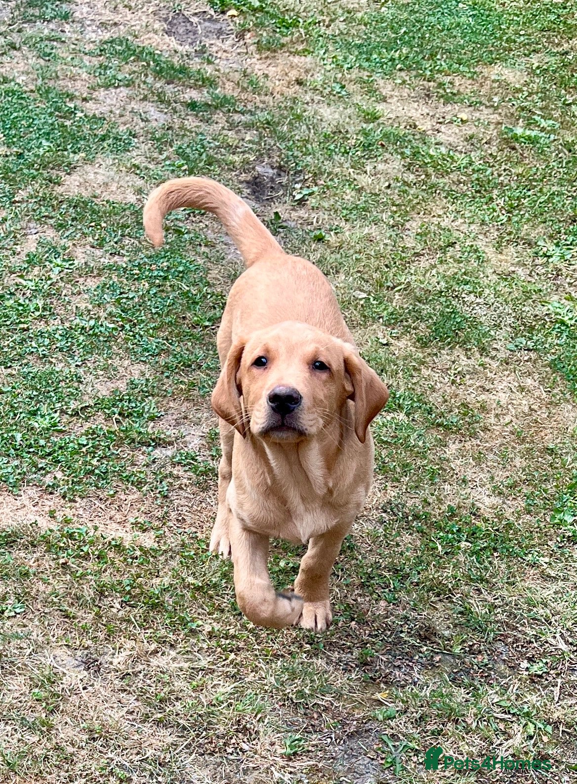 Labrador Retriever dogs Pedigree Labrador Puppies LAST TWO - Advert 2