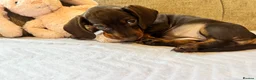 Miniature Dachshund dogs for sale: Reduced💜KC pedigree Mini Dachshund puppies - Advert 25