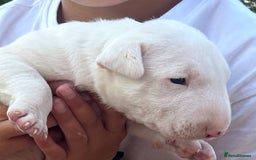 English Bull Terrier dogs for sale: Ready to leave !!! champion bloodlines kc reg - Image 19
