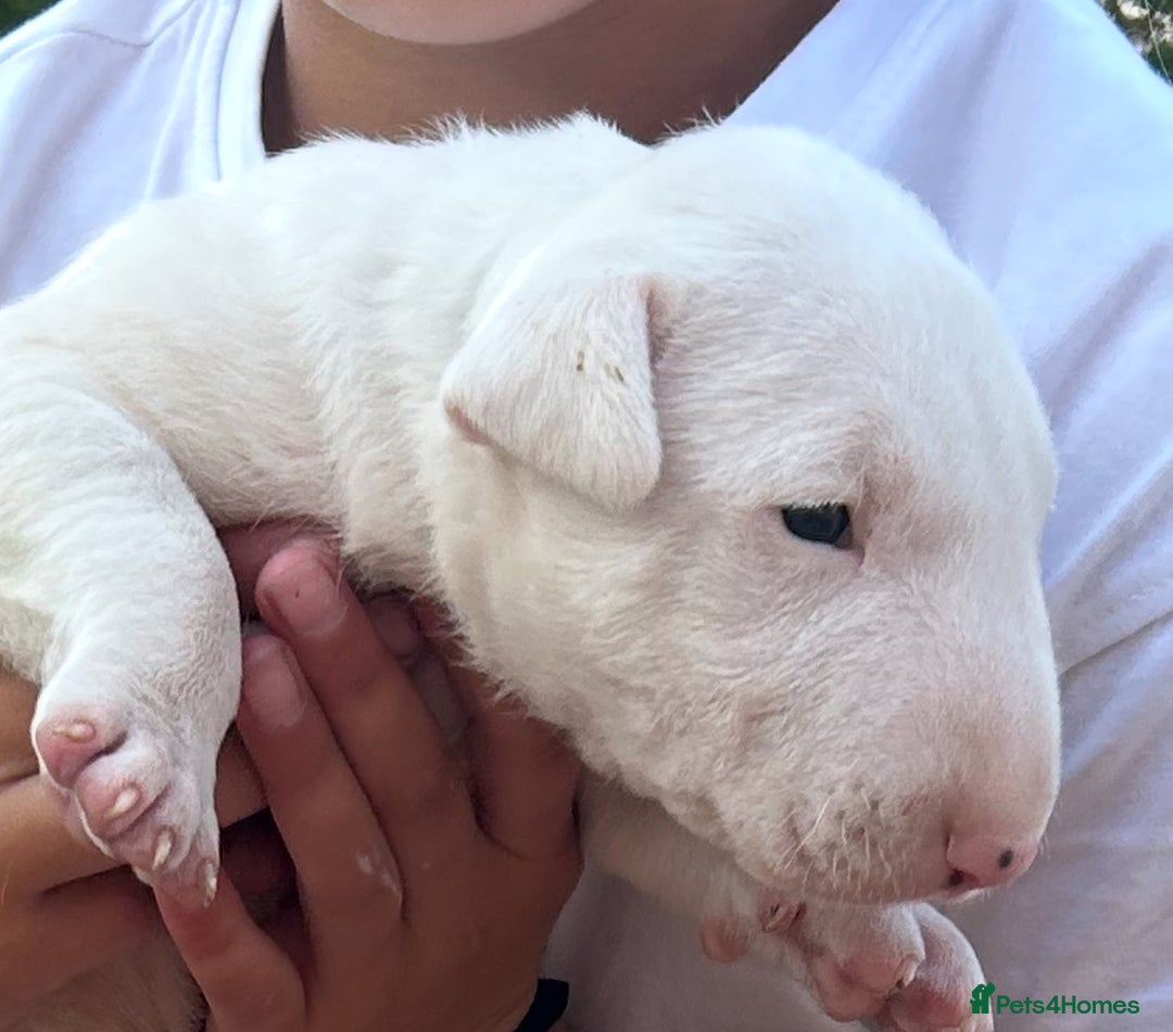 English Bull Terrier dogs for sale: Ready to leave !!! champion bloodlines kc reg - Image 19