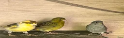 Canaries birds for sale: Canary - Advert 2