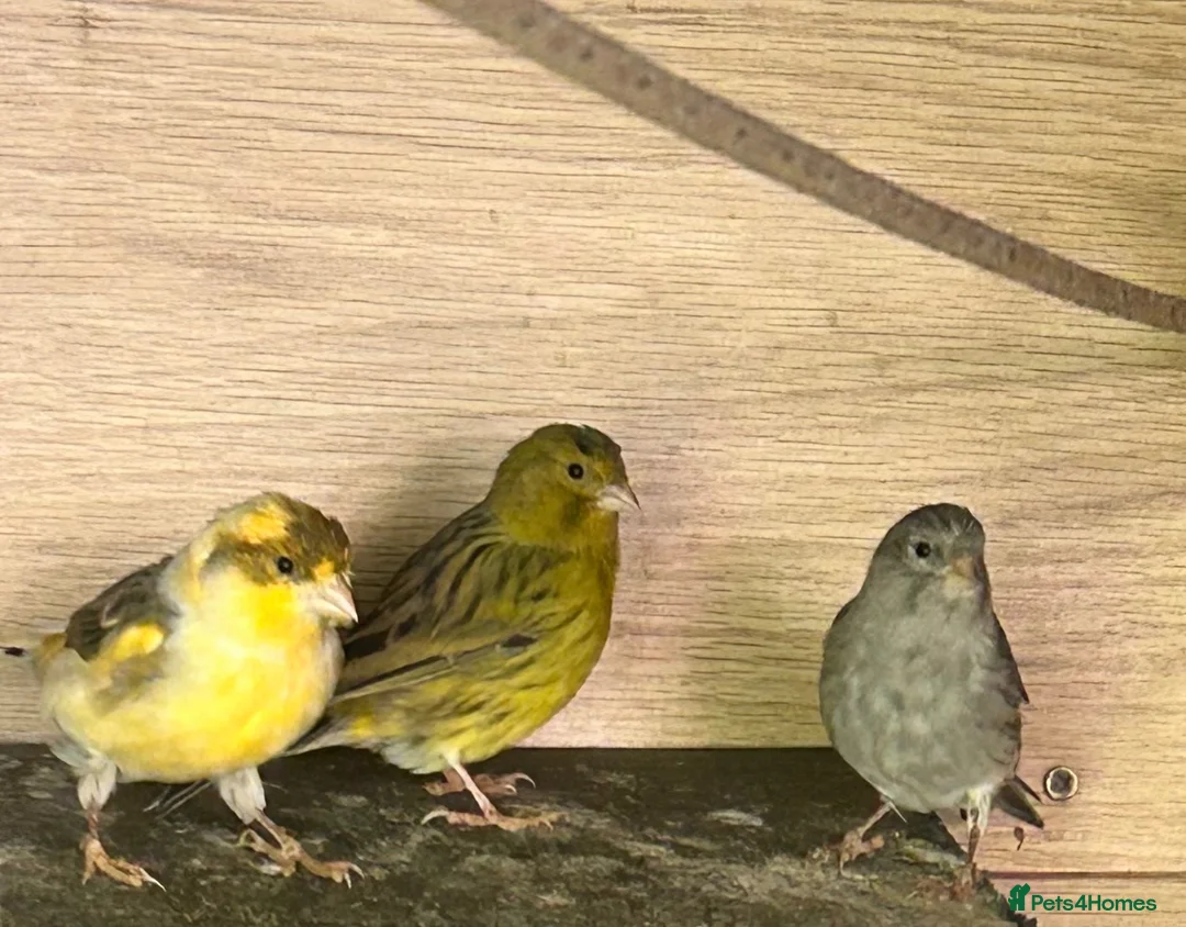 Canaries birds for sale: Canary - Advert 2