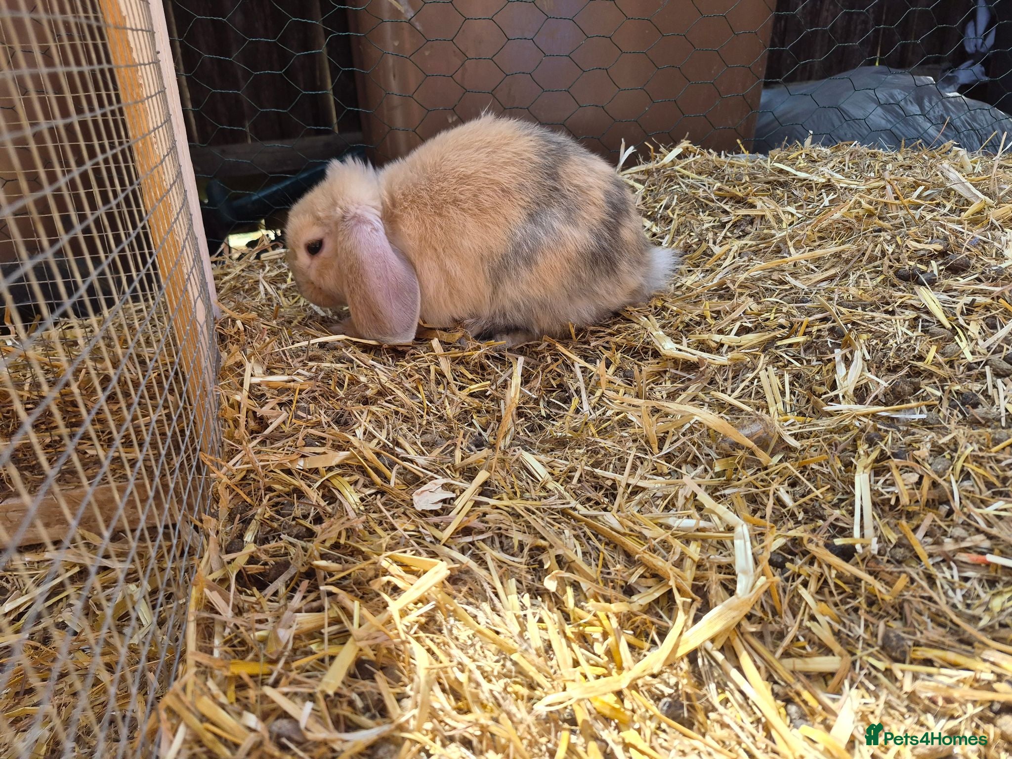 Mixed Breed rabbits 3 Neverland dwarf rabbits cross READY TO GO  - Advert 2