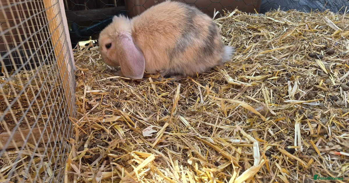 Mixed Breed Rabbits for Sale for sale in Mitcham, Greater London ...