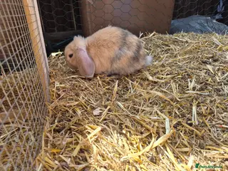 Mixed Breed rabbits 3 Neverland dwarf rabbits cross READY TO GO - Advert 2