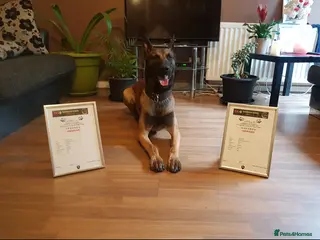 Belgian Shepherd Dog dogs Elite Female Malinois – Fully Vaccinated - Advert 1