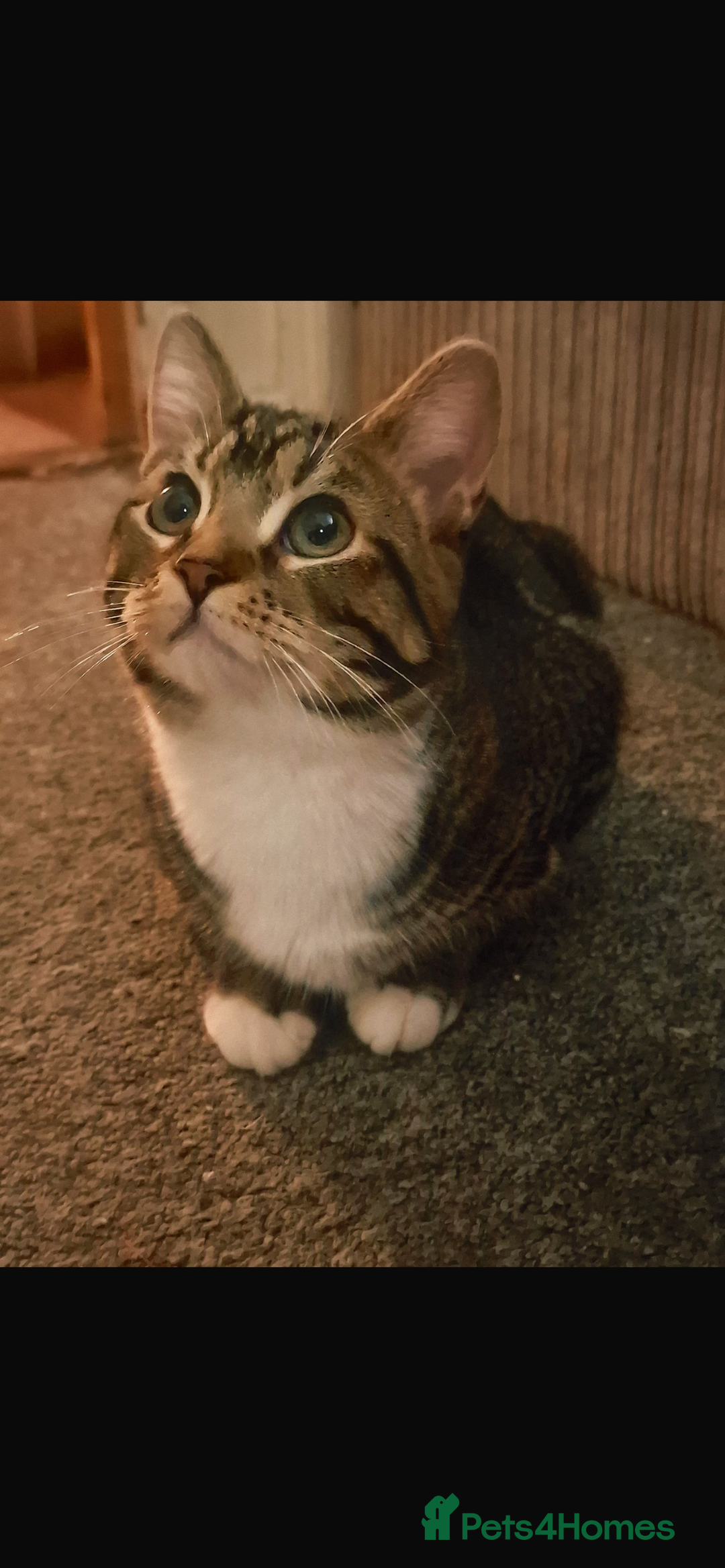 Bengal cats for sale: Bengal kitten for sale.  - Advert 3