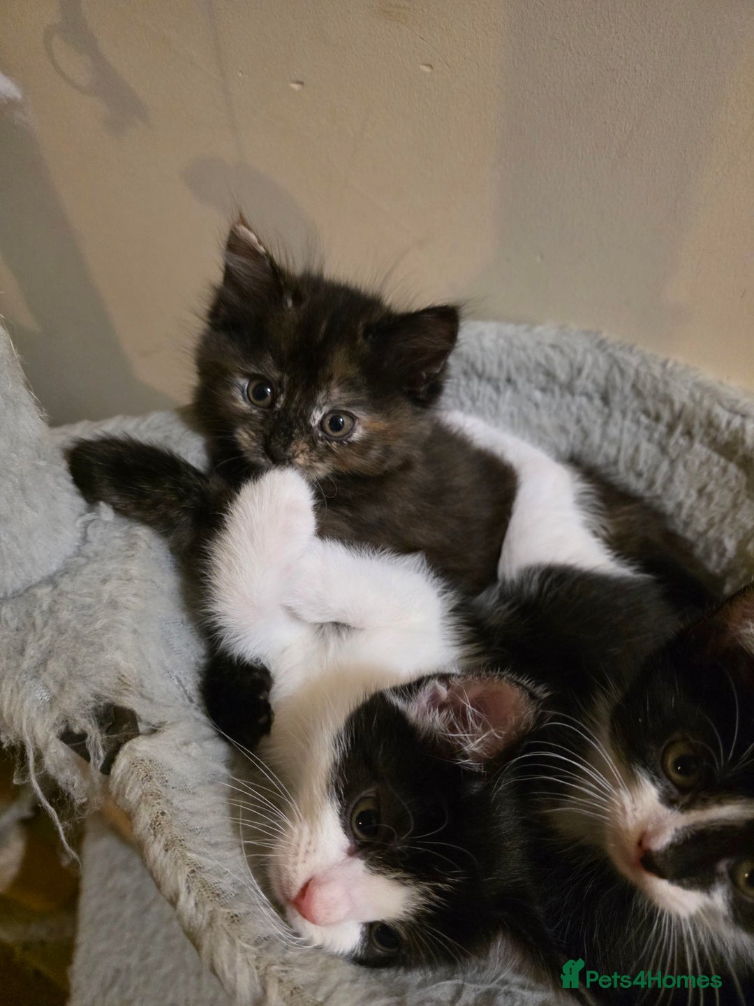 Mixed Breed cats for sale: Adorable longhair and short hair  - Advert 8