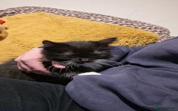 Mixed Breed cats for sale: Half ragdol and half British shorthair - Image 3