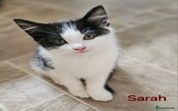 Mixed Breed cats for sale: Three kittens ready today!  - Image 4