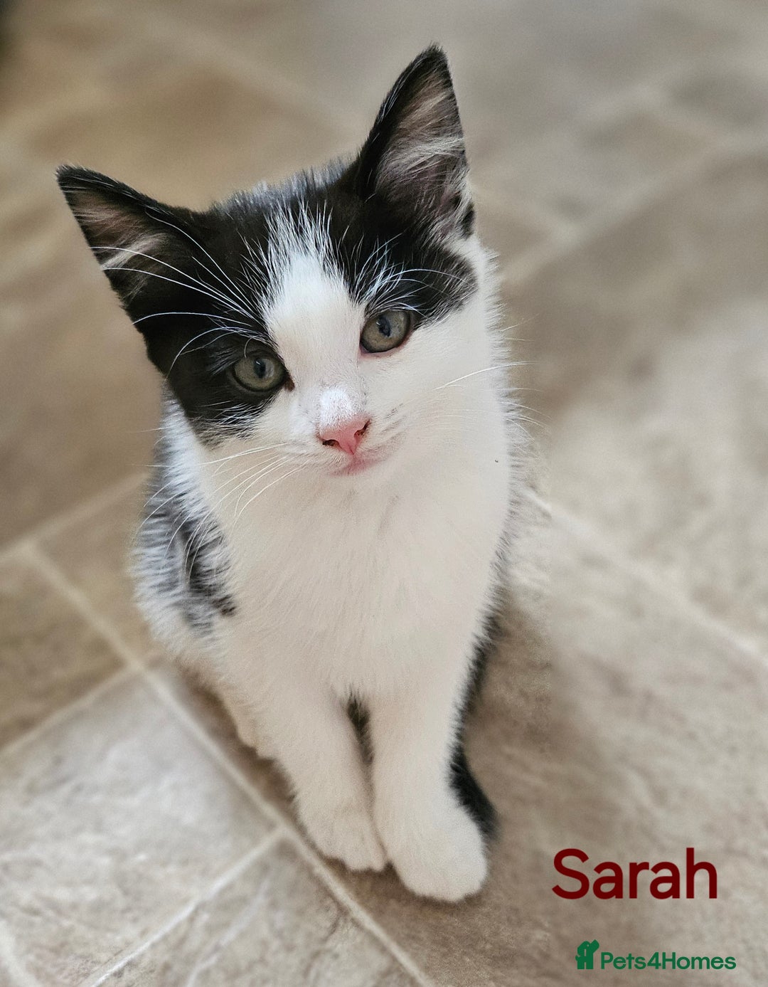 Mixed Breed cats for sale: Three kittens ready today!  - Image 4