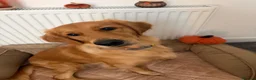 Golden Retriever dogs for stud: Looking for a stud for my Golden retriever female in Darwen - Advert 4