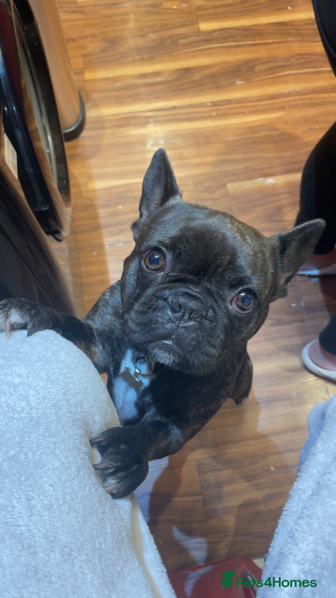 French Bulldog dogs French bulldog boy  - Advert 19