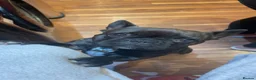 French Bulldog dogs for sale: French bulldog boy  - Advert 1
