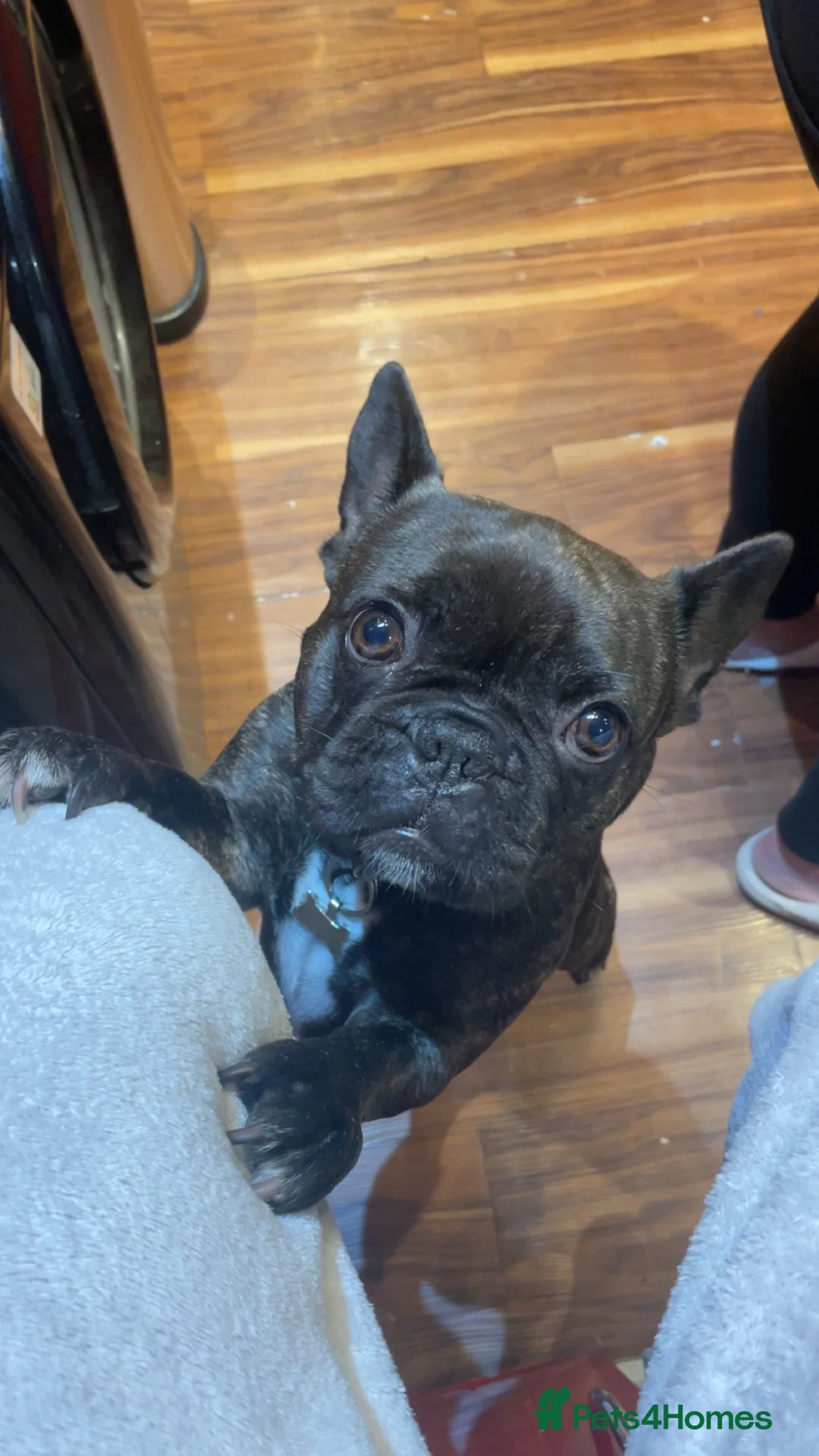 French Bulldog dogs for sale: French bulldog boy  - Advert 1