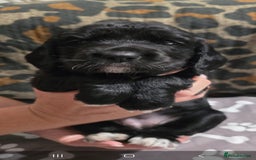 Sprocker dogs for sale: 3 Beautiful Female Sprocker puppies - Image 6