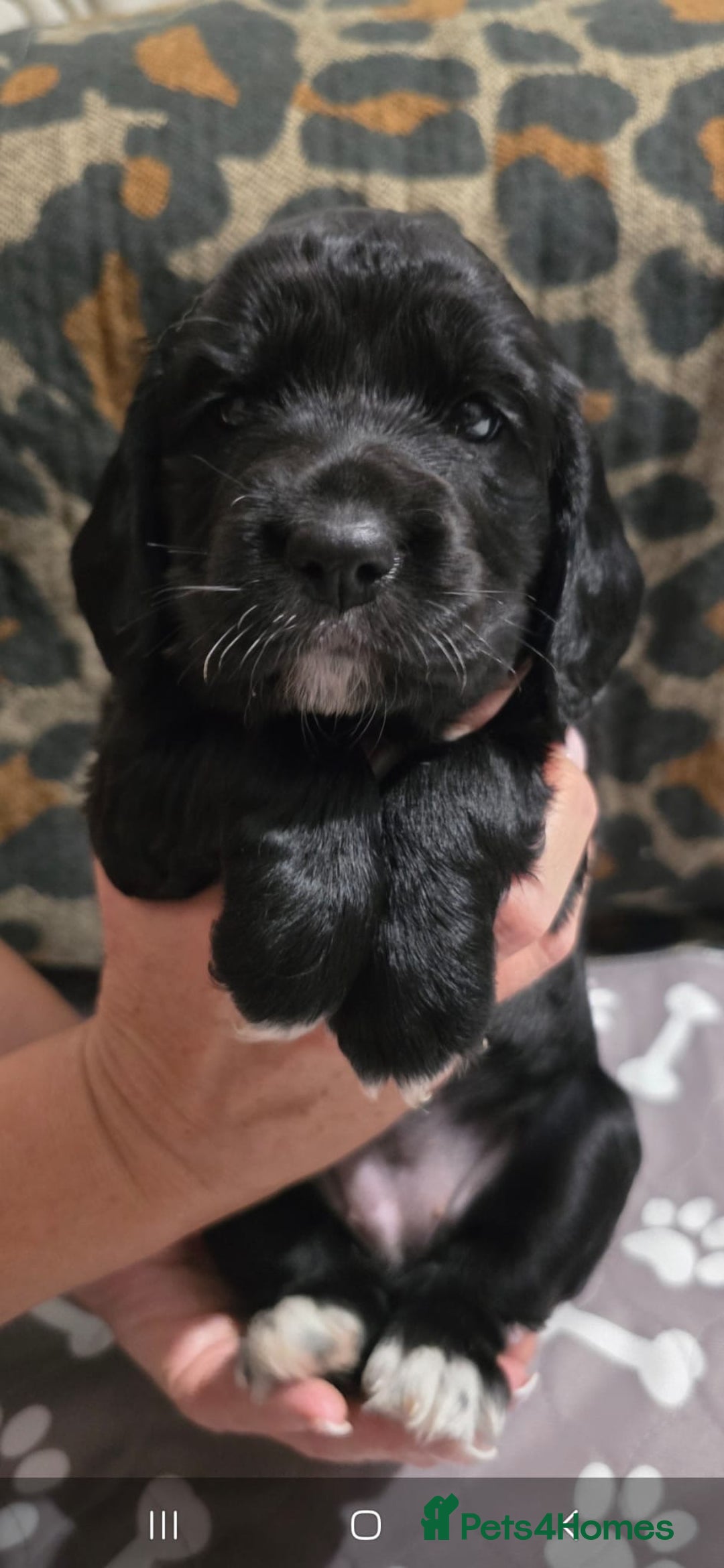 Sprocker dogs for sale: 3 Beautiful Female Sprocker puppies - Image 6