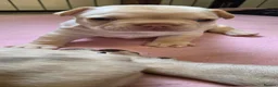 French Bulldog dogs for sale: Stunning French bull dog puppies lincolnshire - Advert 11
