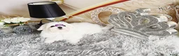 Maltese dogs for sale: Tiny KC Reg. Korean Maltese- CH line show dogs! - Advert 36