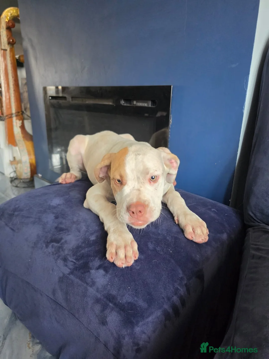 Mixed Breed dogs for sale: Beautiful mastiff puppies - Advert 13