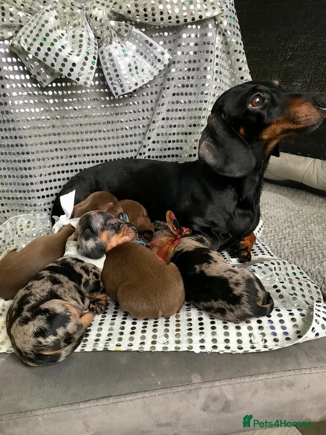 Miniature Dachshund dogs for sale: 🐶 4 miniature duschund puppies🐕 - Advert 2