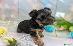 Yorkshire Terrier dogs for sale: Pedigree Yorkshire Terrier Puppies - Advert 10