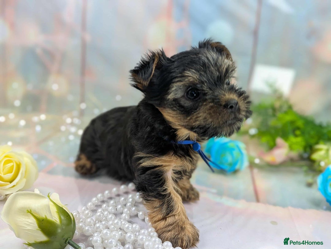 Yorkshire Terrier dogs for sale: Pedigree Yorkshire Terrier Puppies - Advert 10