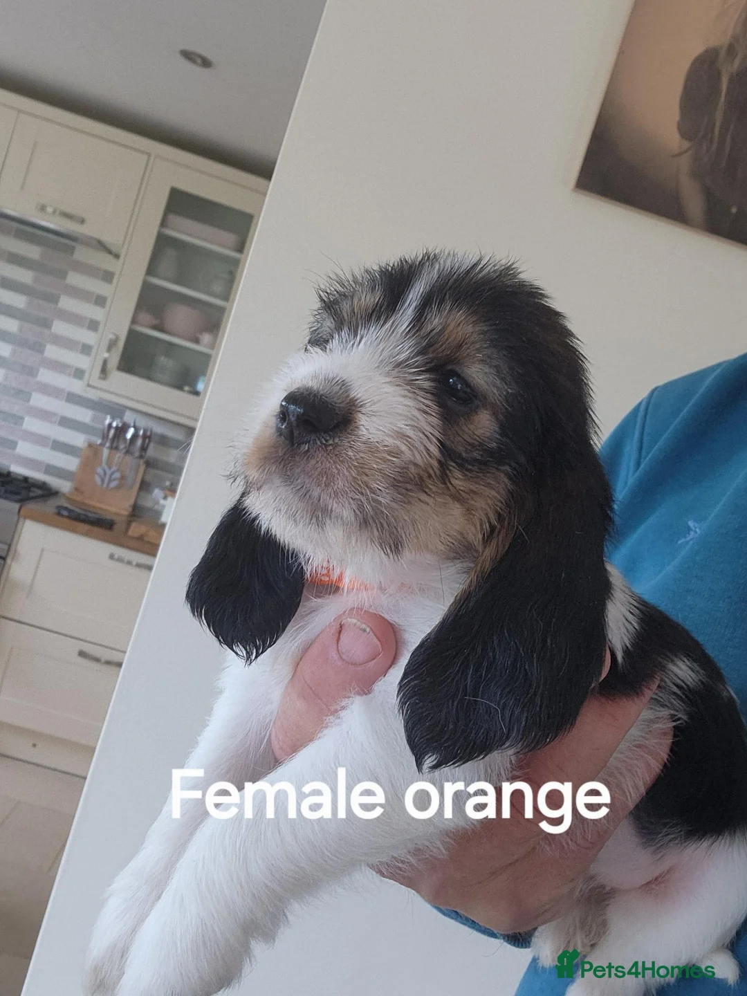Basset Griffon Vendeen dogs for sale: Griffon grand bassets  - Advert 2