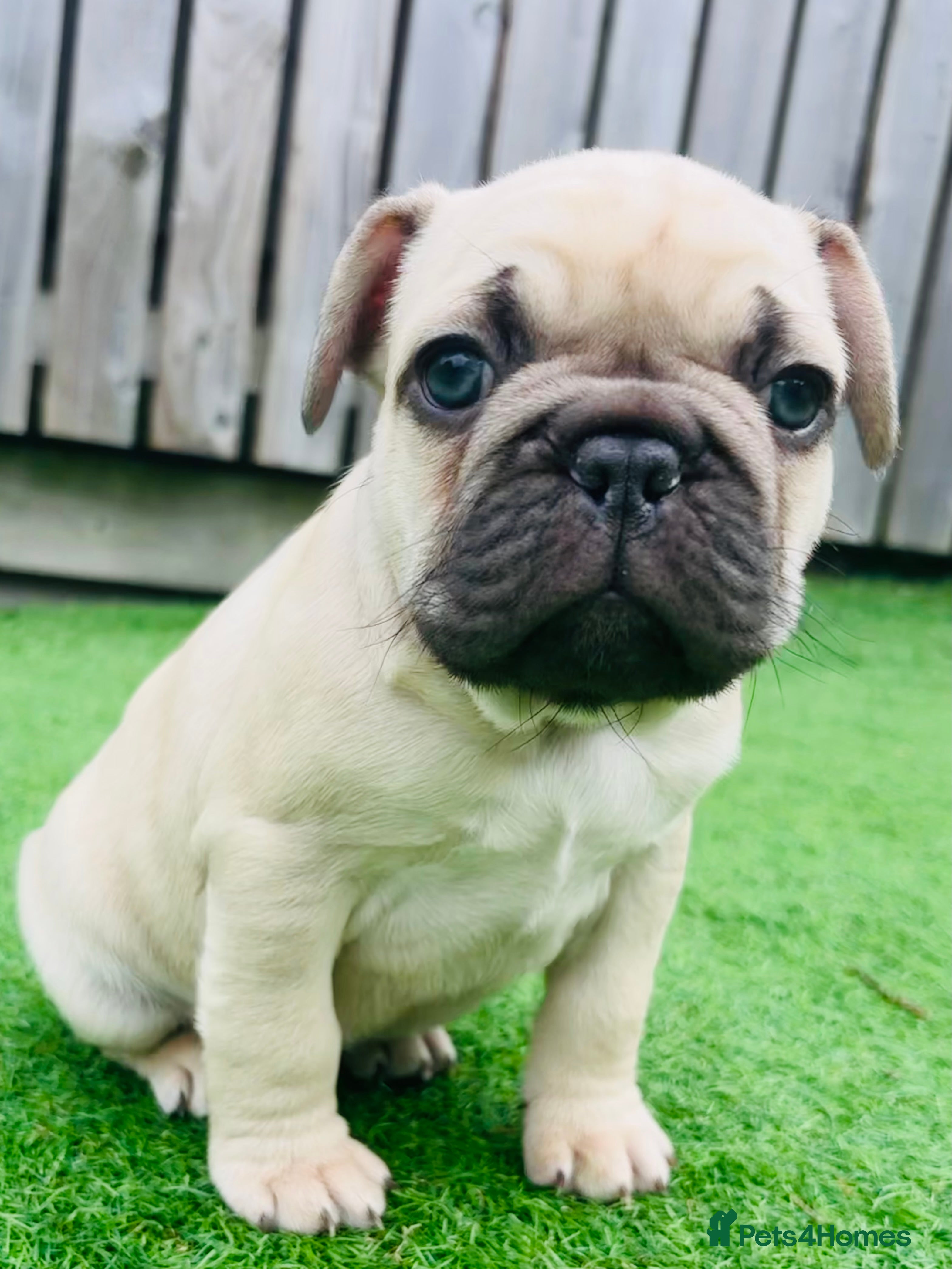 French Bulldog dogs French Bulldog Puppies - Fawn/Cream - Advert 9