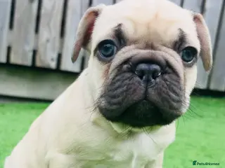 French Bulldog dogs French Bulldog Puppies - Fawn/Cream - Advert 9