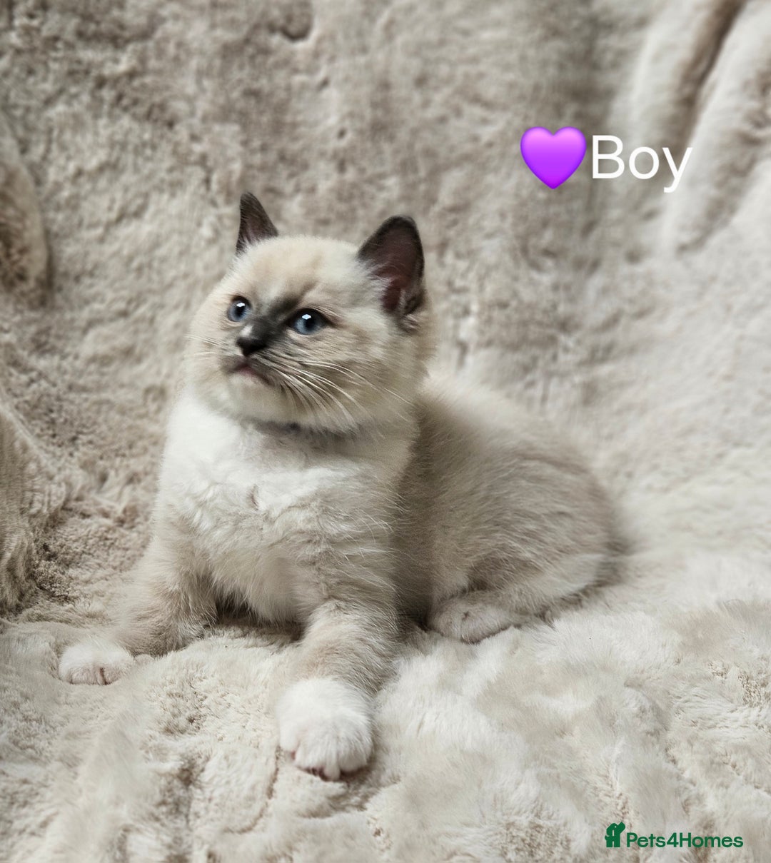 Ragdoll cats for sale: PURE RAGDOLL KITTENS 💜💙💚🤎 - Image 23