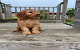 Cockapoo dogs for sale: Adorable F1 Cockapoos from 5* licensed breeder - Image 8