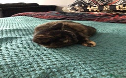Mixed Breed cats for sale: Kitten  - Image 3