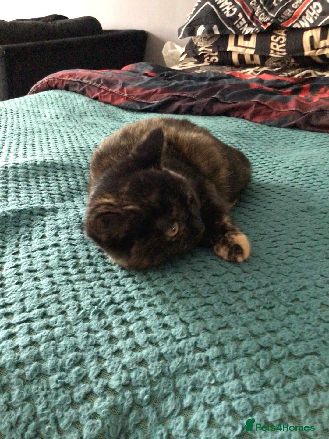 Mixed Breed cats for sale: Kitten  - Image 3
