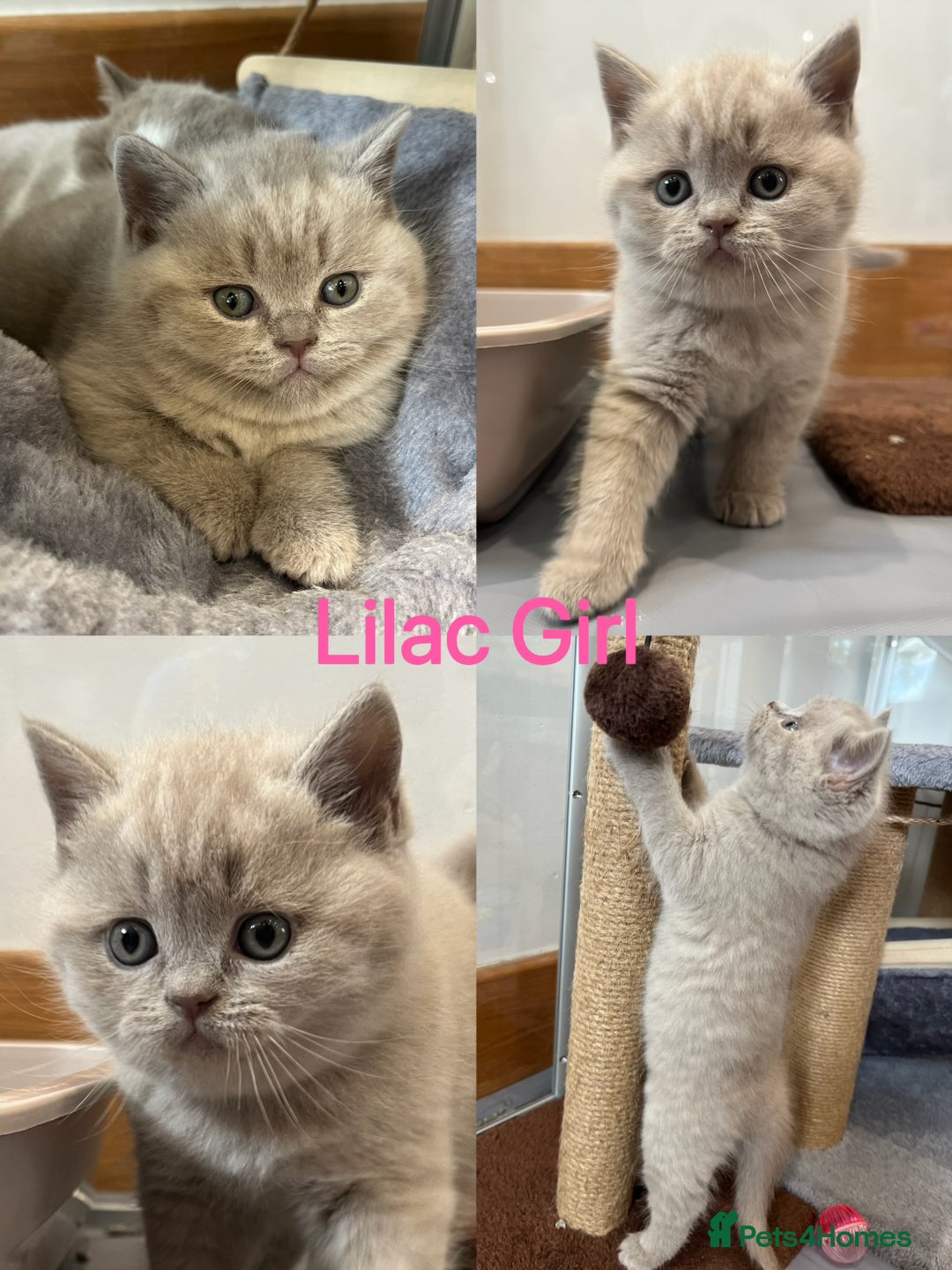British Shorthair cats for sale: 💙GCCF BSH Kittens🩷 - Image 8