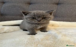 British Shorthair cats for sale: Stunning British Shorthair ready to reserve  - Image 32