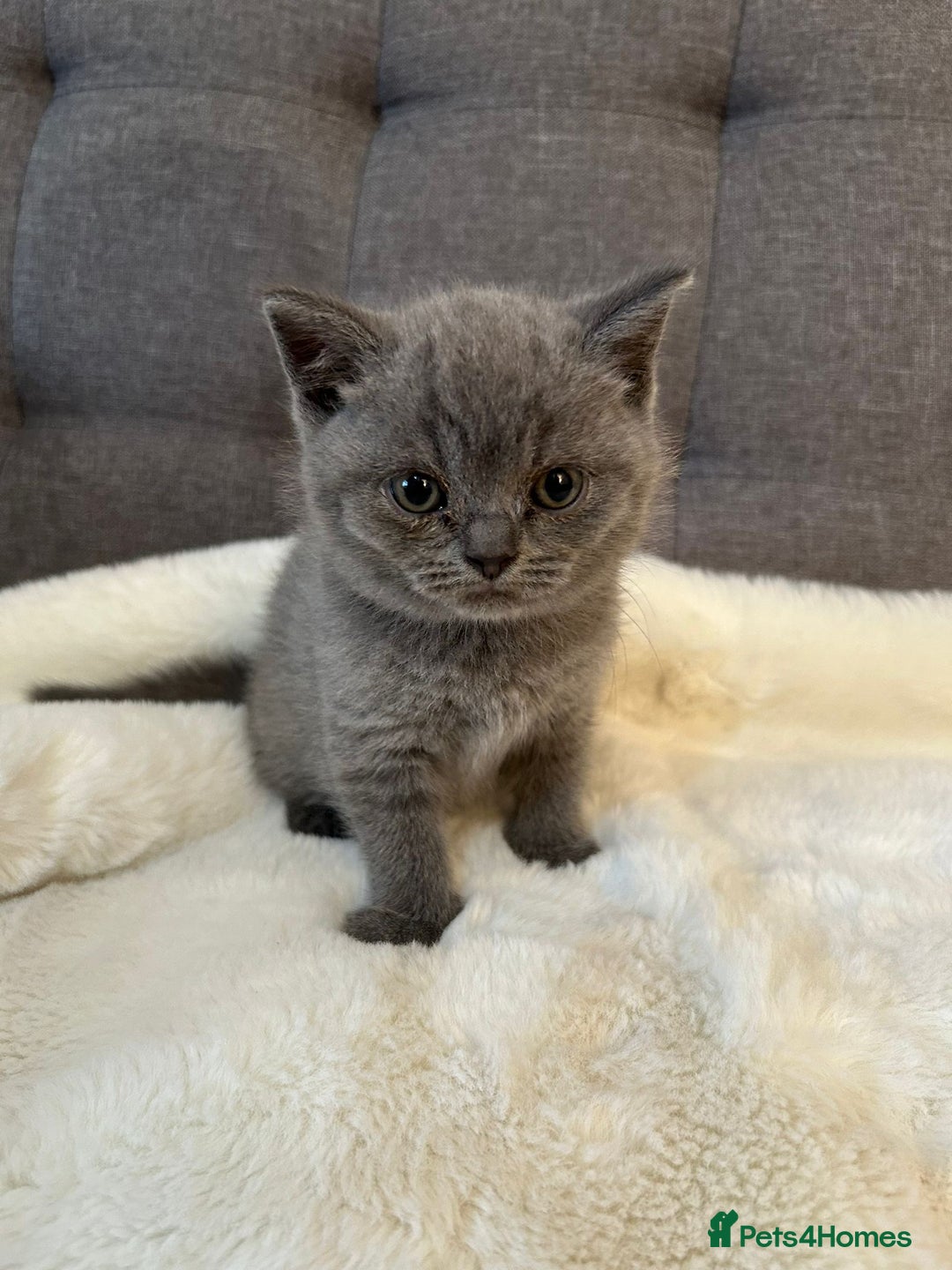 British Shorthair cats for sale: Stunning British Shorthair ready to reserve  - Image 32
