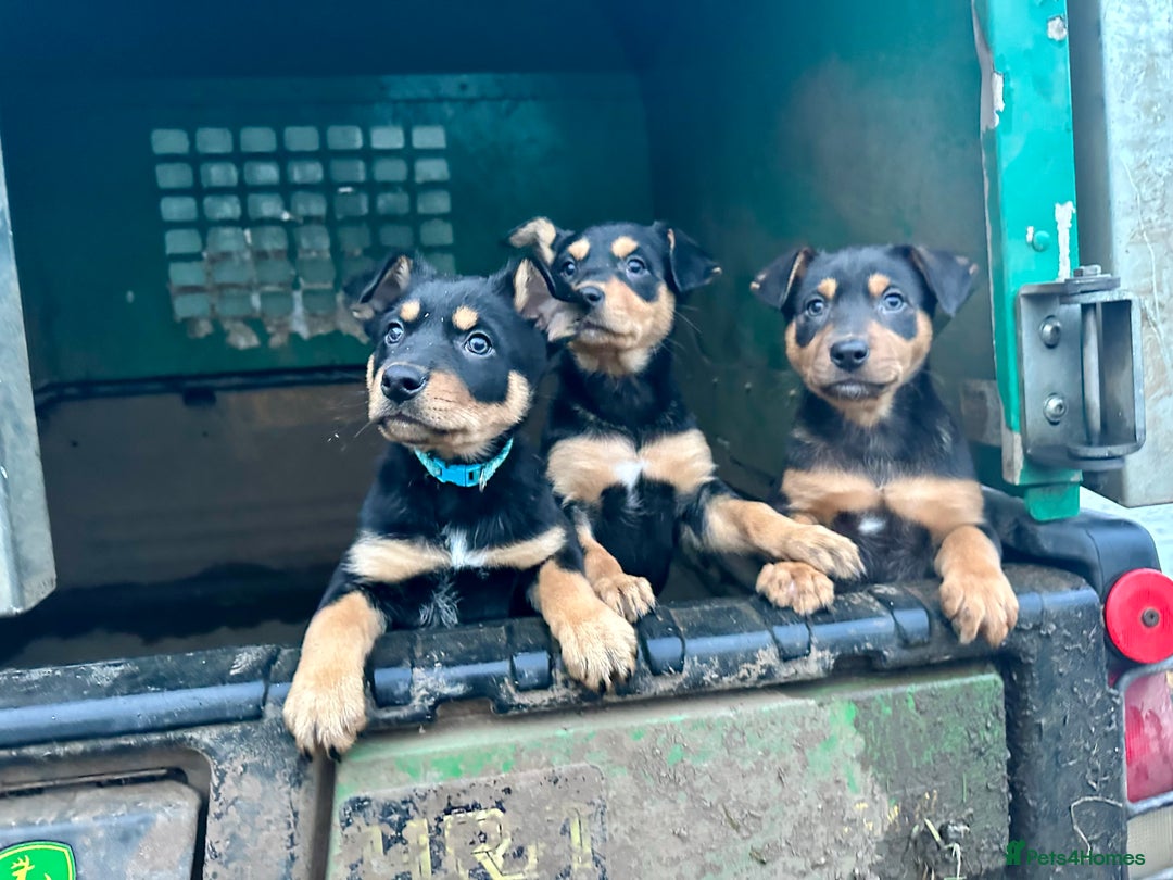 Australian Kelpie dogs for sale: Australian Kelpie Puppies - Advert 2