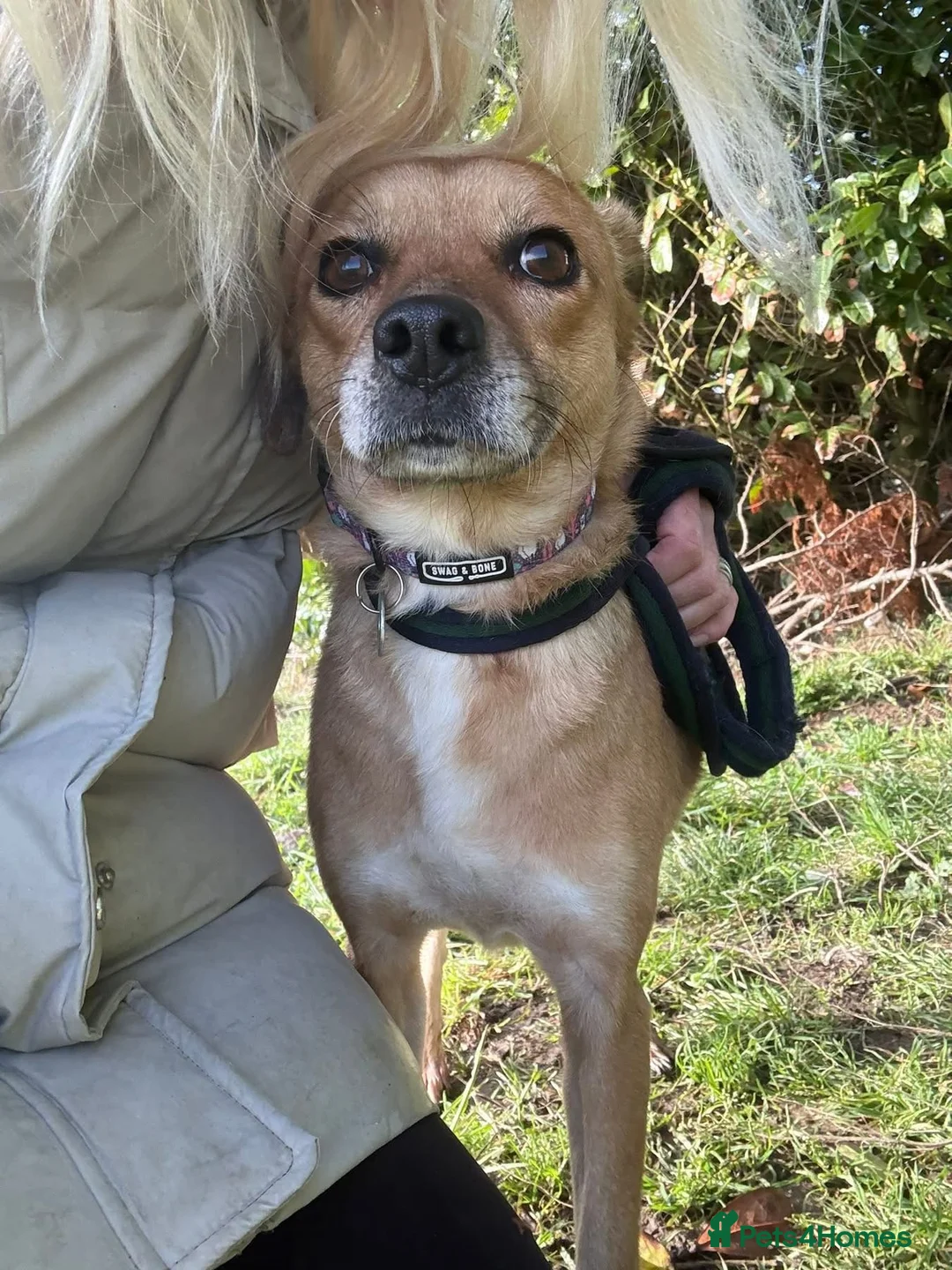 Mixed Breed dogs for adoption: Hazel - Norwich Norfolk  - Advert 6