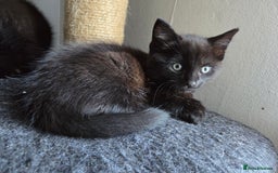 Mixed Breed cats for sale: Kittens. Boy and girl  - Advert 2