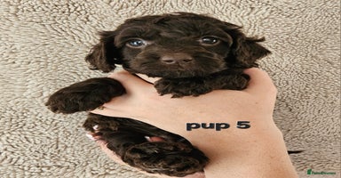 Cockapoo dogs - Advert 3