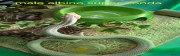 Mixed Breed reptiles for sale: Selling all reptiles reduced prices - Advert 3