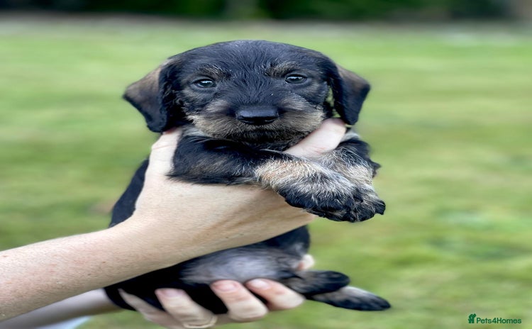 Dachshund dogs - Advert 3