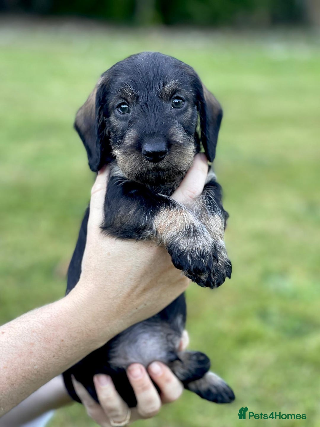 Dachshund dogs for sale: KC Registered Wirehaired Teckel Standard Dacshund  - Image 1