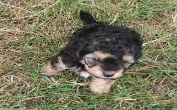 Jackapoo dogs for sale: Adorable Fluffy Jack-A-Poo Puppies for Sale - Image 1