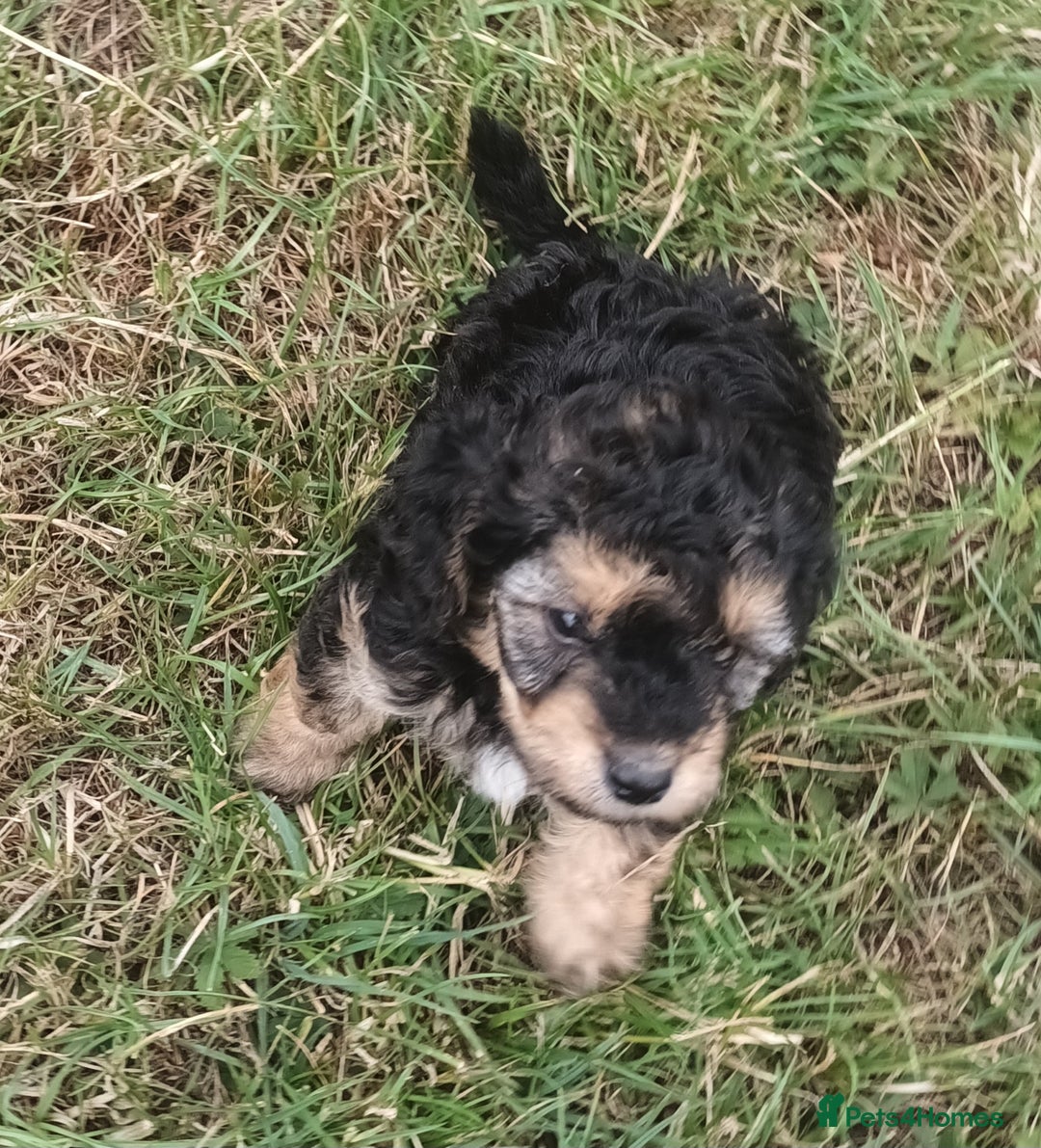 Jackapoo dogs for sale: Adorable Fluffy Jack-A-Poo Puppies for Sale - Image 1