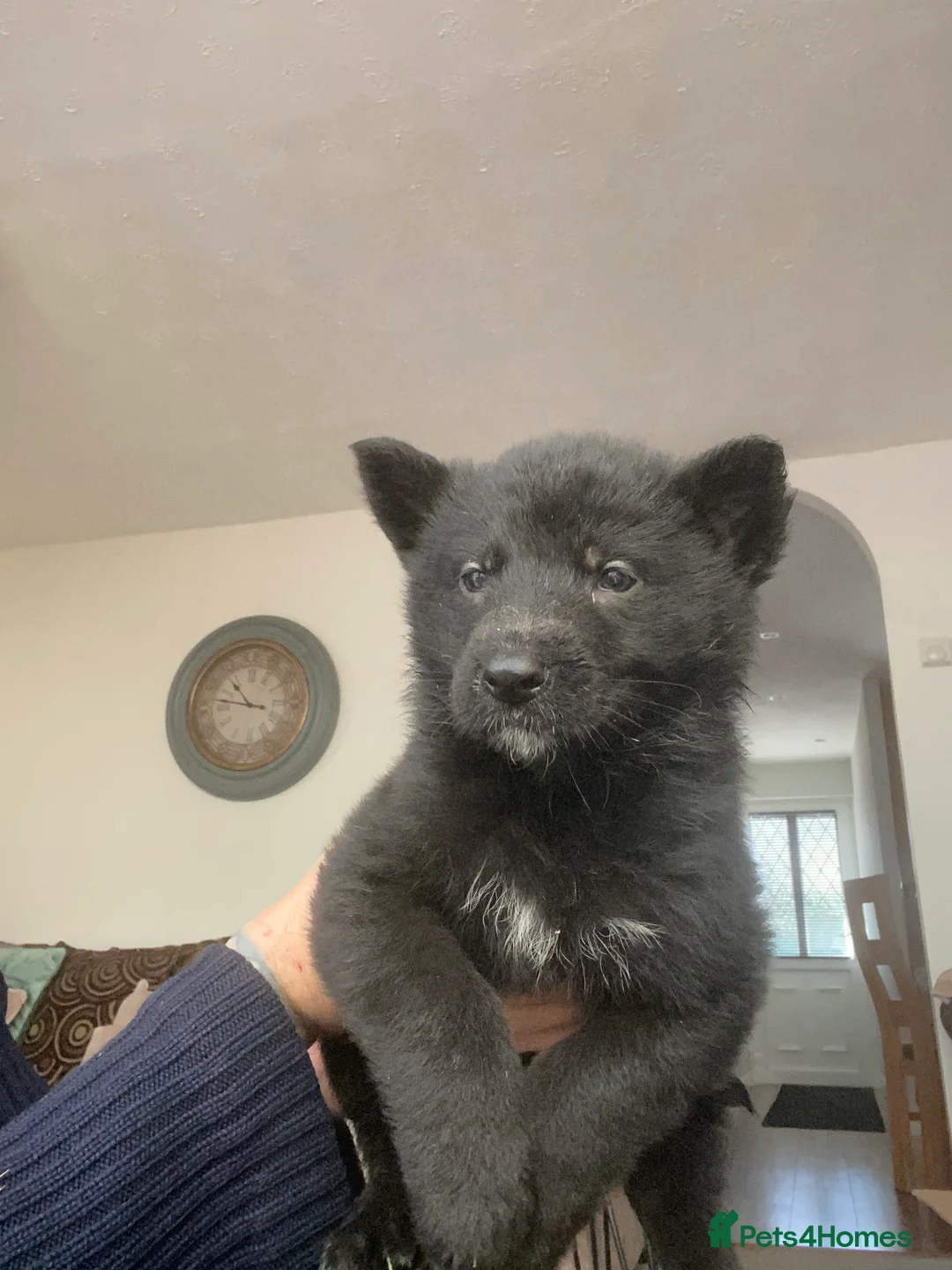 German Shepherd dogs for sale: German shepherd puppies  - Advert 13